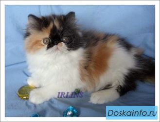 Персидская кошечка