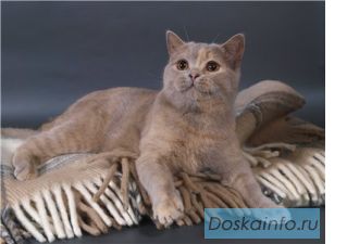 Британская чистокровная кошечка