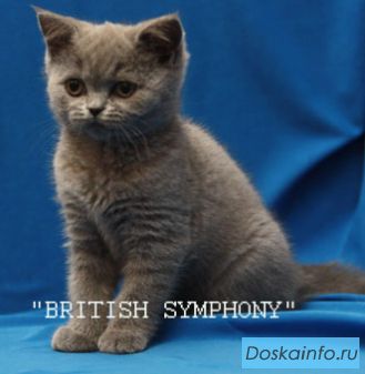 Британские котята от британского кота из Голландии.