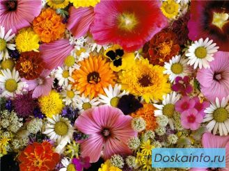 Рассада цветов от производителя