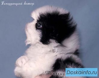 Продаются щенки японского хина от титулованных родителей