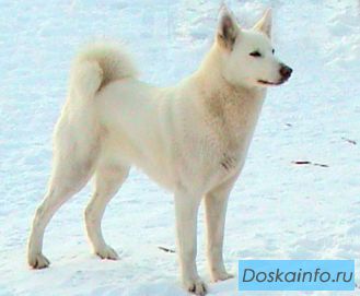 Западно-сибирская лайка.