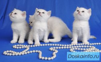 Британские короткошерстные котята (Серебристая шиншилла с изумрудными глазками)
