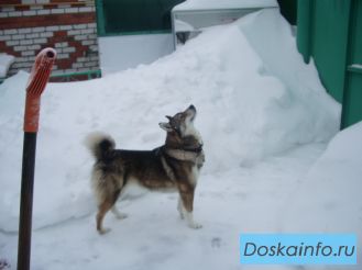 Восточно-сибирская лайка