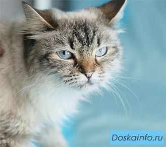 Невская Маскарадная кошка Шейла