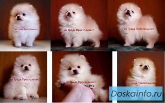 Померанский шпиц мини