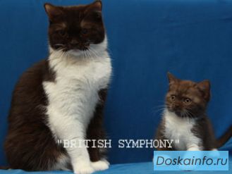 Британские котята. Окрас шоколадный с белым.