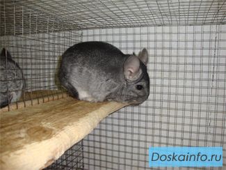 Шиншилла,выгодный бизнес
