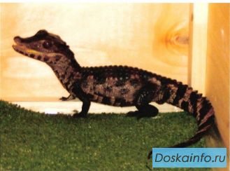 Кайман