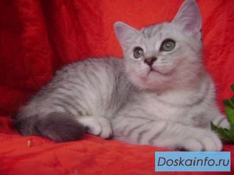 Шотландский котенок мальчик