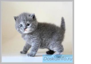 Детки не из клетки. Британцы.
