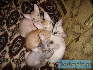 Котята донского сфинкса 