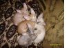 Котята донского сфинкса 