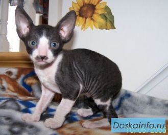 Корниш рекс кудрявые котята