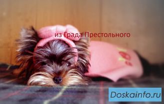 Йоркширский терьер мини