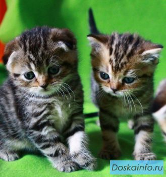 Шотландские котята