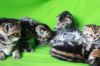 Уменьшенная картинка