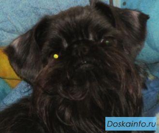 Брюссельский гриффон щенки.