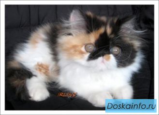 Персидская кошечка калико