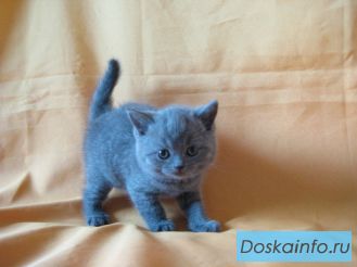 Британские котята голубого окраса. Питомник Ольги Барсуковой