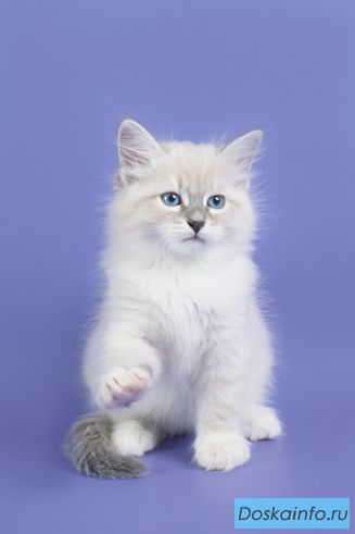 Невские маскарадные котята из питомника