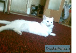 Турецкая Агора Ван для вязок