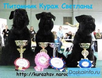Цвергшнауцера щенки чёрного окраса