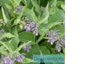 Продам корень окопника лекарственного.