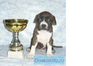 Американского стаффордширского терьера щенки
