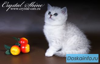 Чистокровные британские котятки