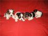 Уменьшенная картинка