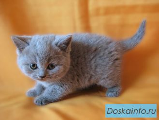 Родились британские котята голубого окраса
