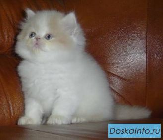 Роскошные персидские котята-арлекины(2мес)