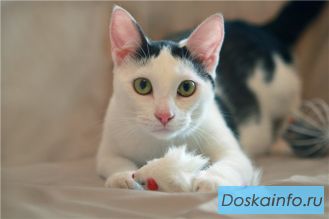 Котик - обормотик Марсик