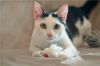 Котик - обормотик Марсик