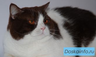 Продается вывозной Британский кот