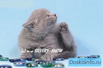 Голубые британские котята. Питомник.