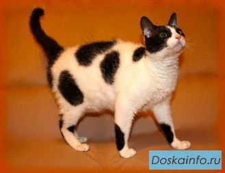 Кучерявый кот Никодим в дар