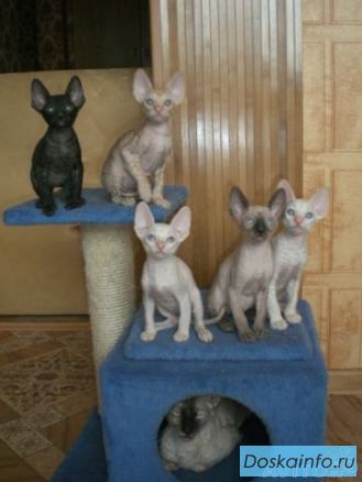 Корниш-рекс котята