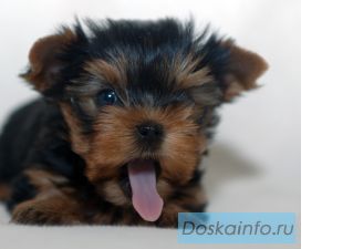 Йоркширского терьера очаровательные щенки
