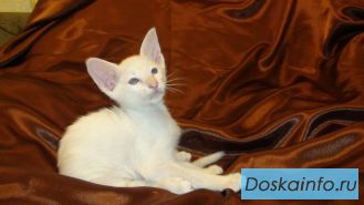 Ориентальные котята 