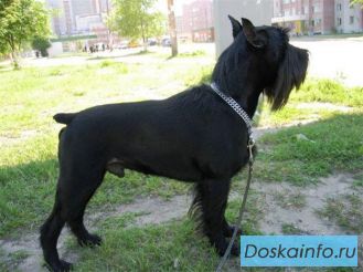 Стрижка собак полный комплекс 900р.