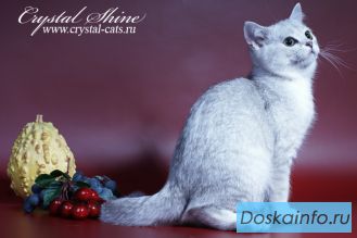 Британские котята редких окрасов