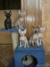 Продаю Корниш-рекс котят