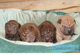 Шарпей. Щенки шоу класса ждут вас!
