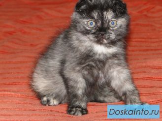Котята фолд и страйт