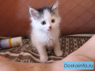 Отдадим кошечку-красавицу в добрые заботливые руки