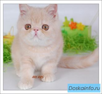 Экзотические плюшевые котята