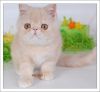 Уменьшенная картинка