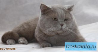 Скоттиш страйт кот  вязка